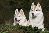 SIBERIAN HUSKY 837